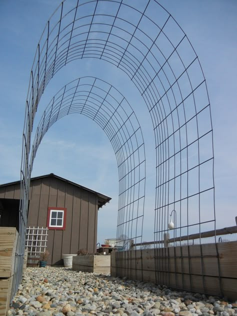 Building a strong walk through trellis for squash and cukes. This is a great way to grow squash/cukes. It reduces pest & fungal problems, makes picking easier & allows you to grow more in less space. Cattle panels nailed to raised beds - couldn't be easier! Trellis For Squash, Cattle Panels, Garden Vines, Garden Living, Garden Trellis, Yard And Garden, Garden Bed, Garden Structures, Veggie Garden