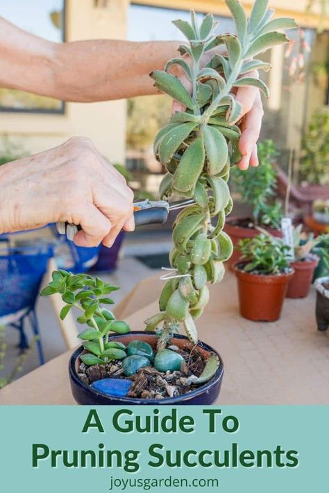 How To Trim Succulents Plants, Tall Succulents Plants, Pruning Succulents, Succulents Care, Water Succulents, Succulent Party, Propagate Succulents, Succulent Garden Landscape, How To Water Succulents