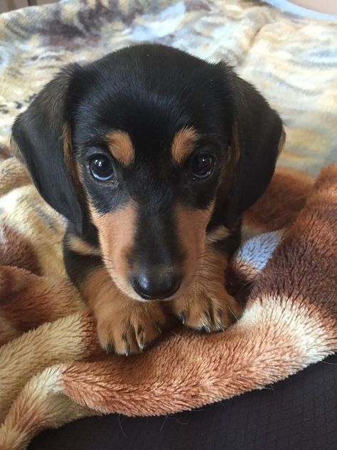 Dapple Dachshund Puppy, Black Dachshund, Dachshund Puppy Miniature, Dapple Dachshund, Miniature Dachshund, Weenie Dogs, Dachshund Puppies, Dachshund Puppy, Dachshund Love