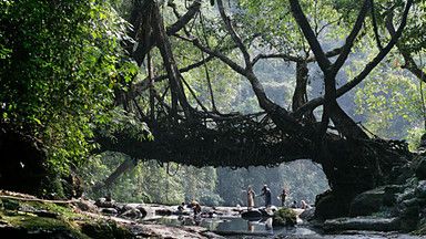 Image for Living bridges India Pic, Tree Bridge, River Pictures, Live Tree, Banyan Tree, River Bank, Covered Bridges, Beautiful Tree, A Tree