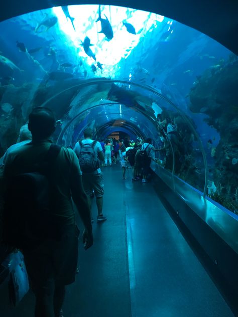 Singapore Sea Aquarium, S.e.a Aquarium Singapore, Singapore Aquarium, Sea Aquarium Singapore, Toronto Aquarium, Sea Life Centre, Sea Aquarium, Travel Aesthetics, V&a Waterfront