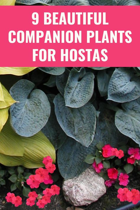 The best companion plants for hostas include bleeding hearts, astilbe, hydrangea, azalea, Japanese painted fern, coral bells, impatiens, and many more. Painted Fern, Best Companion Plants, Japanese Painted Fern, Companion Plants, Coral Bells, Companion Planting, Flowering Trees, Outdoor Ideas, Rock Garden