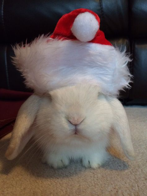 Christmas Grumpy Bunny Rabbit Snowflake ❄️ Grumpy Bunny, Bunny Christmas, Christmas Bunny, Bunny Rabbit, Buns, Baby Animals, Christmas, Animals