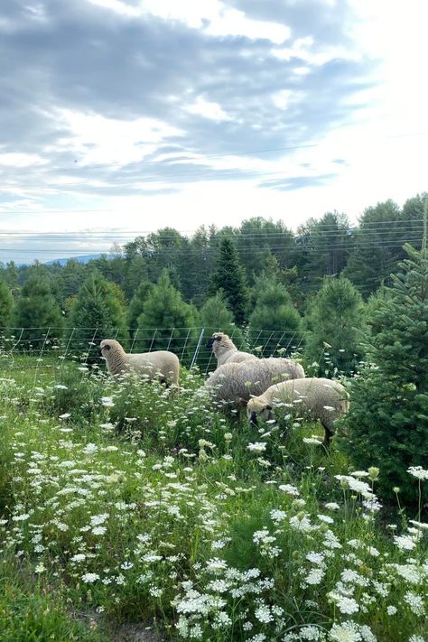 Over the past 30 years, Shropshire sheep have established an impressive track record as the “tree friendly” breed, able to graze within plantations and orchards without damaging the trees. In this era of climate change, where tree planting is one of the most effective ways of capturing and storing carbon from the atmosphere, systems of agroforestry are likely to become ever more important. Shropshire Sheep, Christmas Tree Farms, Sheep Breeds, Tree Farm, New Earth, Christmas Tree Farm, Tree Farms, Fruit Trees, Vermont