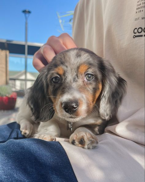 Medium Hair Dachshund, Mini Dapple Dachshund, Grey Dachshund, Mini Long Haired Dachshund, Piebald Dachshund, Dream Puppy, Brown Instagram, Dapple Dachshund Puppy, Dog Room