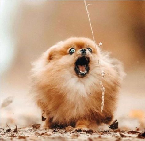 Pictures of undeniably funny and adorable Pomeranian is here to take away your sad days and lift up your mood throughout the day! Arianna Character, Pomeranian Puppy Aesthetic, Pomeranian Aesthetic, Scream Munch, Pomeranian Memes, Pomeranian Funny, Funny Pomeranian, Puppy Playpen, Pomeranian Lovers