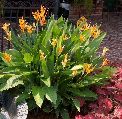 Hawaiian Ti Plant Landscape, Heliconia Kawauchi, Hawaiian Ti Plants, Illicium Florida Sunshine, Heliconia Psittacorum, Function Hall, Home Backyard, Coastal Landscaping, Florida Landscaping