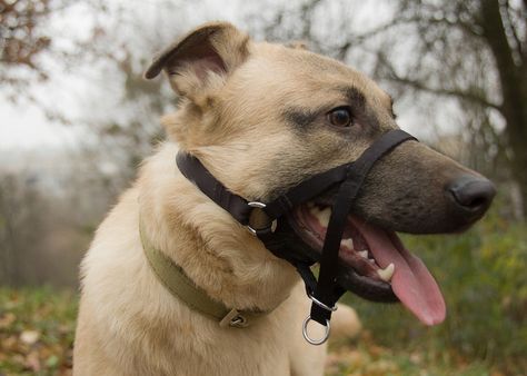 Learn the benefits of dog head halters, how to train your dog to use one, and see our three head halter top picks here! Dog Halter, Gentle Leader, Animal Behaviorist, Pet Gear, Train Your Dog, Labrador Retrievers, Aggressive Dog, Dog Gear, How To Train