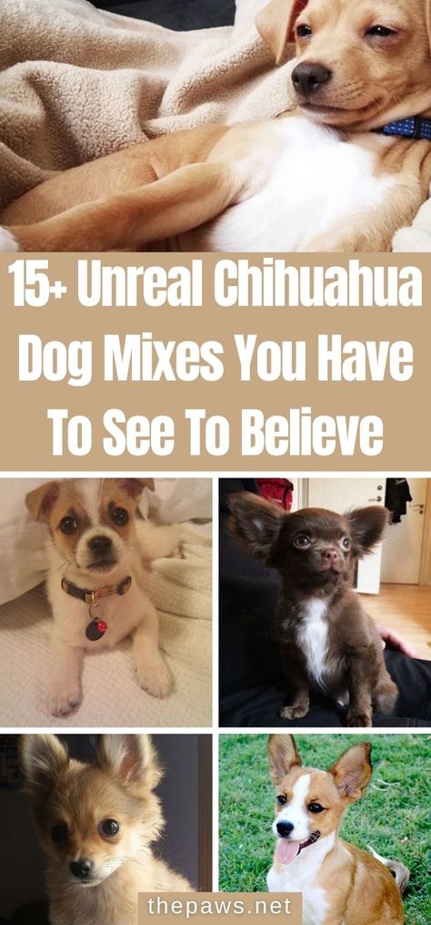 With Chihuahua's small size and big personality, they are often mixed with other dog breeds. Here are 15 unreal photos of them! Pomeranian Chihuahua Mix Dogs, Chihuahua Corgi Mix Dogs, Dachshund Mix Breeds, Chihuahua Poodle Mix Puppies, Yorkie Chihuahua Mix Puppies, Chihuahua Terrier Mix Dogs, Chihuahua Mixed Breeds, Non Shedding Dog Breeds Small, Terrier Chihuahua Mix Dogs