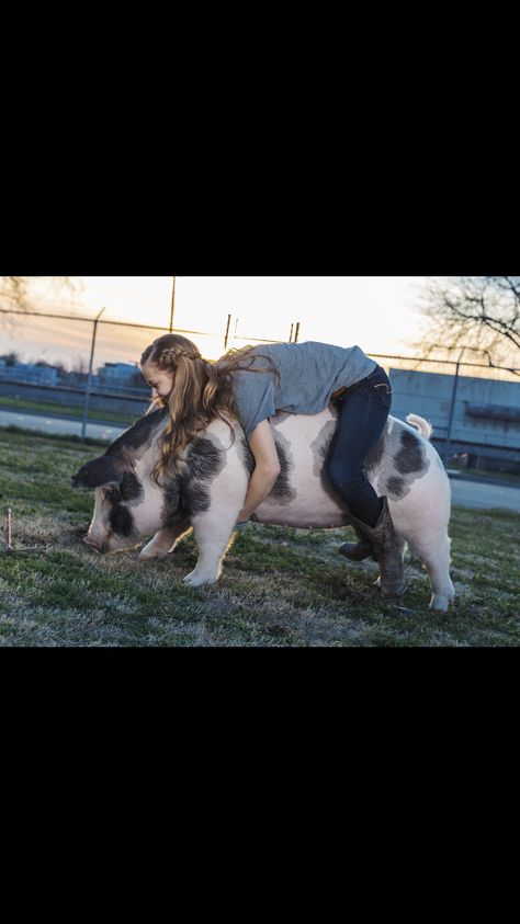 Spotted gilt. Show pig pictures. Show pig. FFA pictures Livestock Picture Ideas, Livestock Senior Pictures Goats, Pig Showing Aesthetic, Senior Livestock Pictures, Show Pig Photography, Senior Picture Props, Pig Pics, Pig Showing, Funny Family Photos