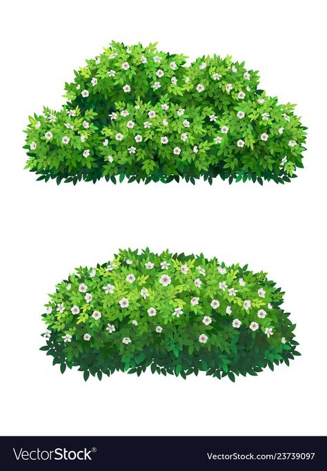 Bush Plants For Garden, Flower Bush Illustration, Flower Bush Drawing, Shrubs Drawing, Bushes With Flowers, Bush With Flowers, Bush With White Flowers, Gacha Flower, Bush Illustration