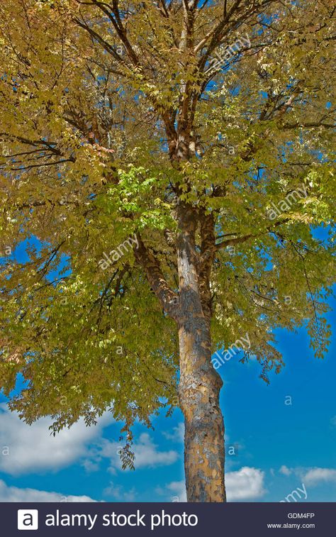 Lacebark Elm, Elm Leaf, Golden Elm Tree, Wych Elm Tree, Elm Tree, Multiple Images, Deciduous Trees, Horticulture, High Resolution