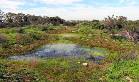 Vernal Pools: Ephemeral Ecologies | The Common Naturalist Vernal Pool, Surface Water, Natural Heritage, Water Sources, Small Pool, The Common, Clean Water, Dresden, Landscape Architecture