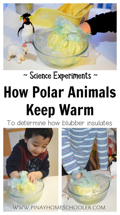 Animal Science Experiments, Animal Mashups, Animal Experiments, Animal Printables, Polar Animals, Winter Activities For Kids, Kid Experiments, Animal Science, Preschool Science