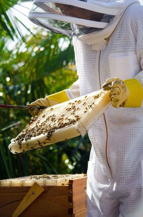 Honey Bees Keeping, Bee Photography, Farmer Girl, Honey Bee Hives, Bee Photo, Environmental Portraits, Bee Farm, Farm Photography, Bee Keeper