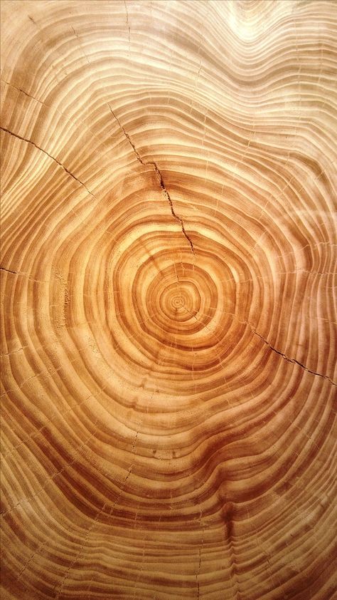 Tree Rings Aesthetic, Tree Ring Wallpaper, Tree Bark Pattern, Organic Texture Nature, Wood Texture Aesthetic, Layers In Nature, Nature Texture Photography, Curves In Nature, Wood Background Aesthetic