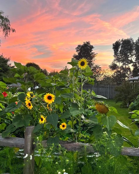 Looking at last year’s flower garden and making plans for this year. Everything you see in the @sproutboxgarden planters came from seeds that I started or tubers. It’s unbelievable what you can produce with seeds and good soil! Swipe to the last photo to see the blank canvas we started with last spring. I’m excited to be using the @gaiagreenorganics this year to boost my soil and plants even further! I’m really expecting it will give me great results with seedlings as well. I’ve started s... Me As A Plant, Volley Ball, Blank Canvas, At Last, My Flower, Flower Garden, Soil, This Year, Seeds