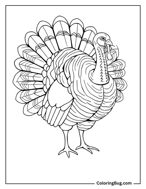 Realistic Turkey Coloring Sheet Wild Turkey Drawing, Turkey Coloring Sheet, Turkey Outline, Turkey Coloring, Turkey Drawing, Turkey Fan, Cow Coloring Pages, Turkey Coloring Pages, Hello Kitty Colouring Pages