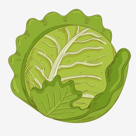 Lettuce Drawing, Cabbage Cartoon, Lettuce Illustration, Cabbage Illustration, Fruits Watercolor, Snail Tattoo, Cabbage Vegetable, Veggie Art, Vegetable Cartoon