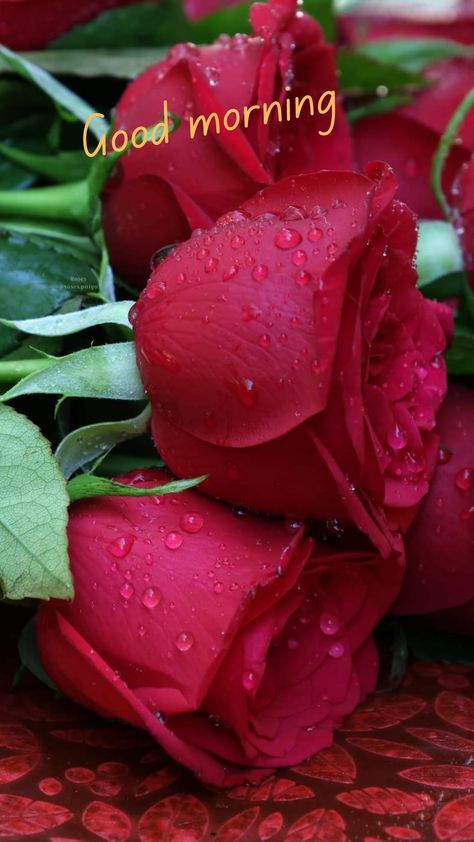 Good Morning With Roses Love, Good Morning Roses Images Love, Good Morning Red Rose, Red Roses Good Morning, Rose Good Morning Images Hd, Good Morning Rose Images, Gud Morning, Feather Illustration, Good Morning Wishes Gif