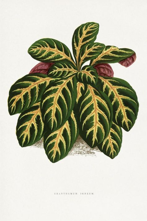 Green Eranthemum Igneum leaf illustration. Digitally enhanced from our own original 1865 edition of Les Plantes à Feuillage Coloré by Alexander Francis Lydon & Benjamin Fawsett. | free image by rawpixel.com Leaf Illustration, Plant Aesthetic, Awesome Designs, Hand Drawn Flowers, Plant Illustration, Flower Illustration, Download Free Images, Botanical Prints, Free Image