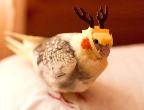 DIY Bird Reindeer Hat - petdiys.com Reindeer Hat, Moose Antlers, Funny Parrots, Tiny Kitten, Diy Birds, Christmas Bird, Oh Deer, Bird Toys, Christmas Deer