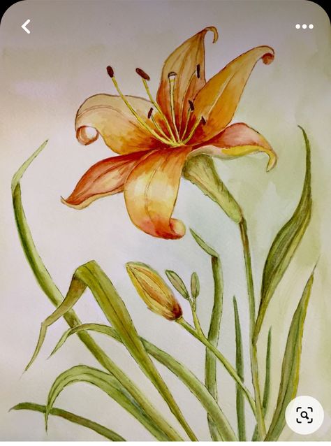 Day Lilies Drawing, Day Lily Drawing, Tiger Lily Watercolor, Drawing For Bedroom, Tiger Lily Painting, Lily Flower Sketch, Tiger Lily Drawing, Lily Artwork, Lily Illustration