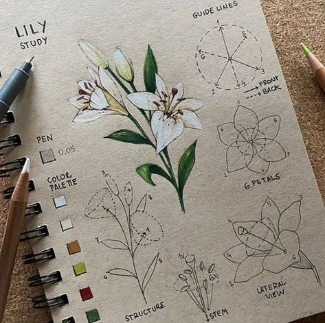 Project Drawing, Botanical Sketchbook, Draw Flowers, Flower Drawing Tutorials, Flower Drawings, Want To Draw, Flower Art Drawing, Flower Sketches, Floral Drawing