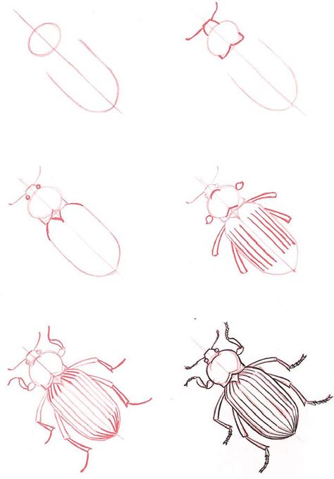 Learn how to draw animals & insects. One day I will be very glad I pinned this. Draw Nature, Trin For Trin Tegning, Beetle Drawing, Bugs Drawing, How To Draw Animals, Draw Animals, Drawing Tutorials For Kids, Insect Art, Bugs And Insects