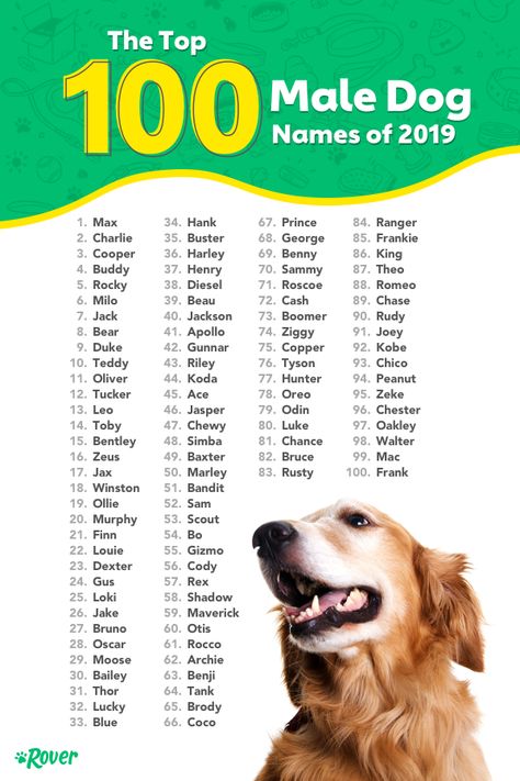 Names For Dogs Boys, Cute Dog Names Male, Dog Boy Names, Male Dog Names List, Puppy Names Boy, Male Dog Names Unique, Rare Dog Names, Puppy Names Unique