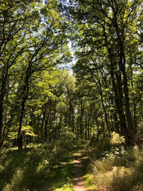 summer forest green hiking wald aesthetic Green Adventure Aesthetic, Forest Wildlife Aesthetic, English Forest Aesthetic, Escape Place Aesthetic, Light Green Forest Aesthetic, Summer Aesthetic Forest, Forest Trail Aesthetic, Light Forest Aesthetic, Forest Summer Aesthetic