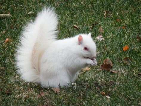 white squirrel Rare Albino Animals, White Squirrel, Squirrel Funny, Albino Animals, Black Jaguar, Tiger Tiger, Cute Squirrel, Baby Squirrel, Incredible Creatures