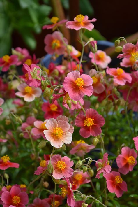 Pink And Yellow Garden, Rock Rose Plant, Harrisburg Pennsylvania, Flora Garden, Alpine Garden, Rock Rose, Home Landscaping, Pretty Plants, Flower Farm