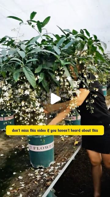 SRK Garden on Instagram: "Weeping jasmine

#srkgarden #garden #tipsforgarden #greengarden #gardens #gardendecor #gardenideas #gardenlover #gardengoals #gardentipss #gardenroses #gardenplants #gardenview #indoorgarden #backyardgarden #gardenshouse" Weeping Jasmine Plant, Jasmine Plant Indoor, Jasmine Plant, Rust Patina, Plant Indoor, Planting Ideas, Greenhouse Plants, Gardening Hacks, Flowers Arrangements