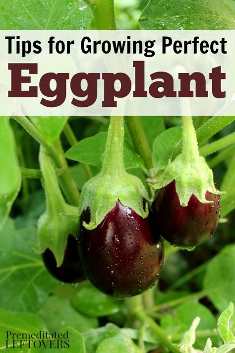 Plant Eggplant, Eggplant Growing, Grow Eggplant, Growing Eggplant, Eggplant Seeds, Hydroponic Farming, Hydroponics Diy, Hydroponic Growing, Growing Veggies