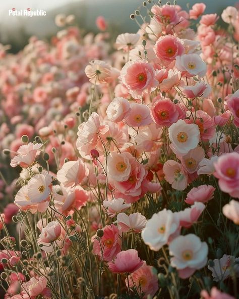 Pink Ice Poppies Pink Poppy Flower, Iceland Poppy, Phone Widgets, Icelandic Poppies, Pink Spring Flowers, Aesthetic Patterns, Pink Poppy, Pink Poppies, Yellow Daisies