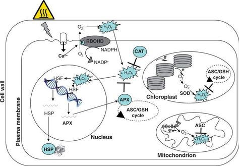 Role of redox homeostasis in thermo-tolerance (Review) Reactive Oxygen Species, Plant Science, Botany, Heat, Map, Plants