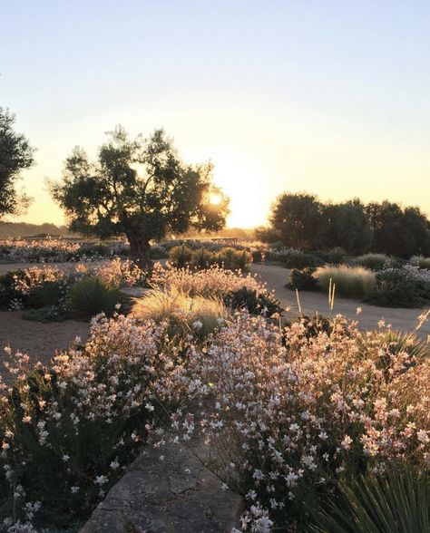 Luciano Giubbilei - Formentera Luciano Giubbilei, Yucca Rostrata, Planting Design, Drought Tolerant Landscape, Dry Garden, Mediterranean Garden, Garden Pool, Farm Gardens, Outdoor Rooms