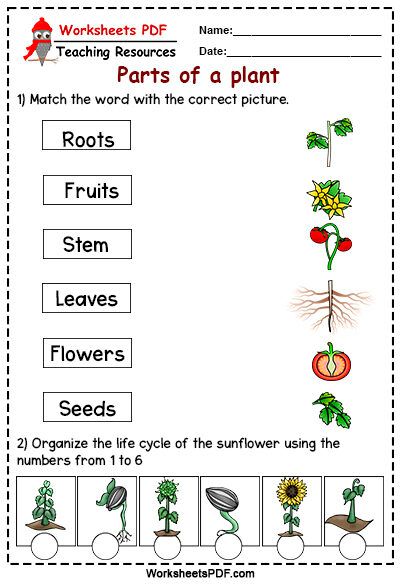 Match the word with the correct picture Parts Of A Plant Worksheet Grade 1, Parts Of A Plant Worksheet Kindergarten, Part Of Plants Activities, English Excercise, Strawberry Project, Science Kindergarten Worksheets, Short I Worksheets, Evs Worksheet, Sentences Kindergarten