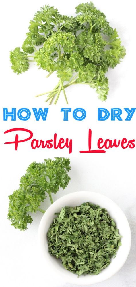 How to Dry Parsley Leaves Fast! {Dried Herb Trick} - The Frugal Girls Dry Parsley How To, How To Dry Fresh Parsley, Recipes Using Fresh Parsley, How To Dry Parsley Leaves, How To Dry Parsley, Drying Parsley, Parsley Growing, Drying Fresh Herbs, Mason Jar Herbs