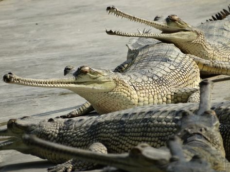 Chitwan National Park, Indus River, Reptile Room, Cute Reptiles, Curious Creatures, Social Behavior, Basic Facts, Reptiles Pet, Catching Fish