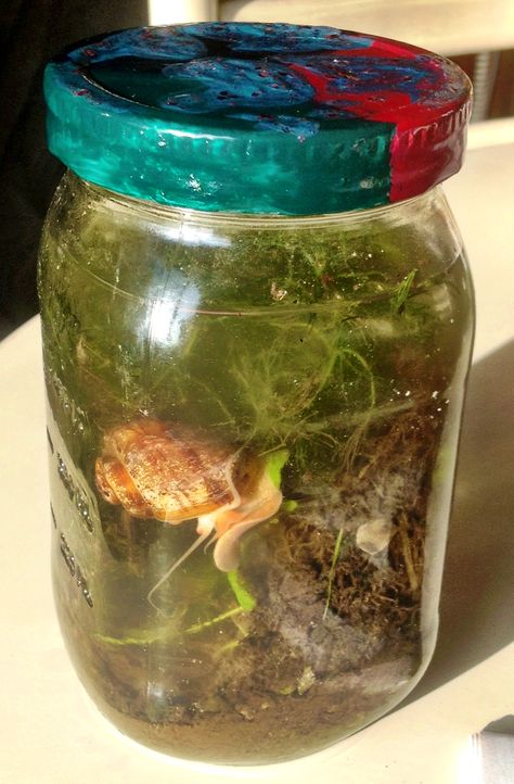 DIY Ecosphere: algae, pond water, soil, plant and a snail. Decorated the cover of a glass jar with nail polish. Completely sealed and self-sufficient. All it needs is indirect sunlight! Diy Ecosystem In A Jar With Water, Diy Ecosystem In A Jar, Diy Ecosphere, Diy Ecosystem, Ecosystem In A Jar, Witches Hut, Hut In The Woods, Crochet Fish Patterns, Water Jar