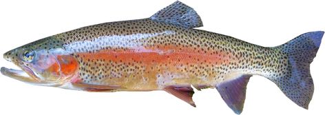 Isolated Rainbow Trout Freshwater - Free photo on Pixabay Rainbow Trout Fishing, Mosquito Larvae, Steelhead Trout, Aquaponics Fish, Trout Fish, Striped Bass, All Fish, Brown Trout, Rainbow Trout