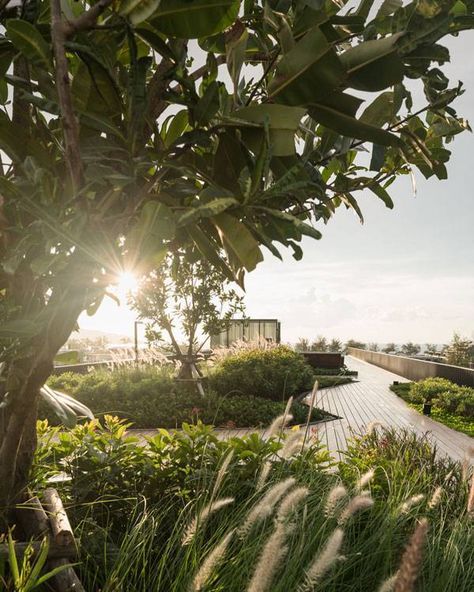 Awesome Roof Top Landscape Design in Thailand Shma Landscape, Roof Top Landscape, Sunflare Photography, Free Landscape Design Software, Patong Thailand, Design Software Free, Landscape Design Software, Gardening Design, Patong Beach