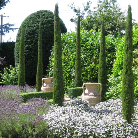 Italian Cypress Trees, Mediterranean Gardens, Mediterranean Garden Design, Conifers Garden, Italian Cypress, Cupressus Sempervirens, Architectural Plants, Tuscan Garden, Mediterranean Landscaping