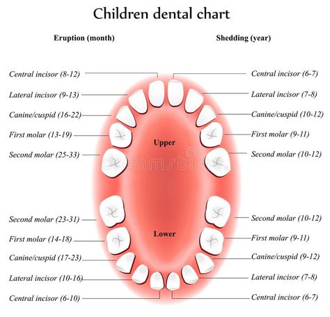 Children Teeth anatomy stock illustration Baby Tooth Chart, Teeth Chart, Teething Chart, Natural Teeth Whitening Diy, Teeth Anatomy, Dental Care For Kids, Tooth Chart, Dental Anatomy, Teeth Whitening Diy