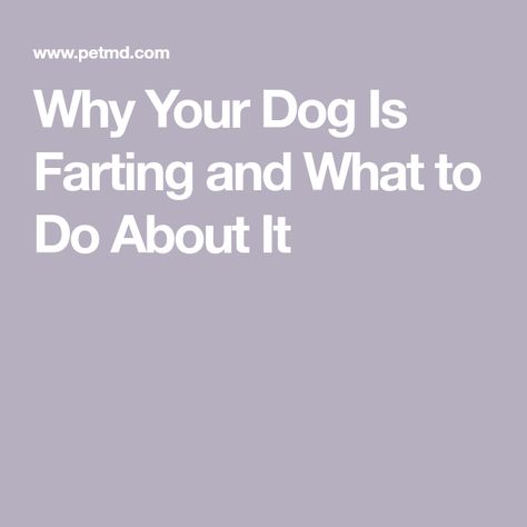 Why Your Dog Is Farting and What to Do About It Stinky Farts Remedy, When You Hold Your Farts In, Stop Farting Remedies, How To Stop Farting So Much, Think You The You Not Even The Fart, Dog Farts, My Husky, Dog Info, Health Conditions