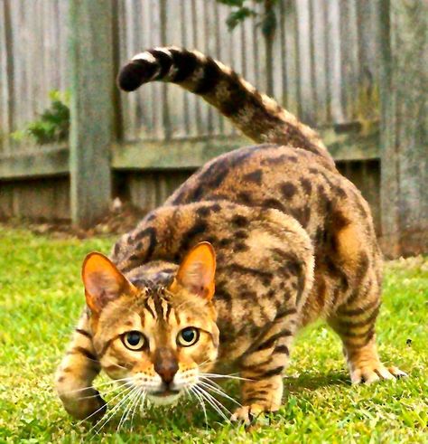 stalking prey Cat Stalking, Bodega Cat, Asian Leopard Cat, Love The World, Cat Attack, Cat Anatomy, Pet Corner, Cat Reference, Abyssinian Cats