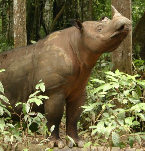 Geneticists: It’s time to mix the Sumatran rhino subspecies Sumatran Rhinoceros, Sumatran Elephant, Sumatran Rhino, Asian Elephants, Land Animals, Sumatran Tiger, Animal References, Asian Elephant, Rhinos