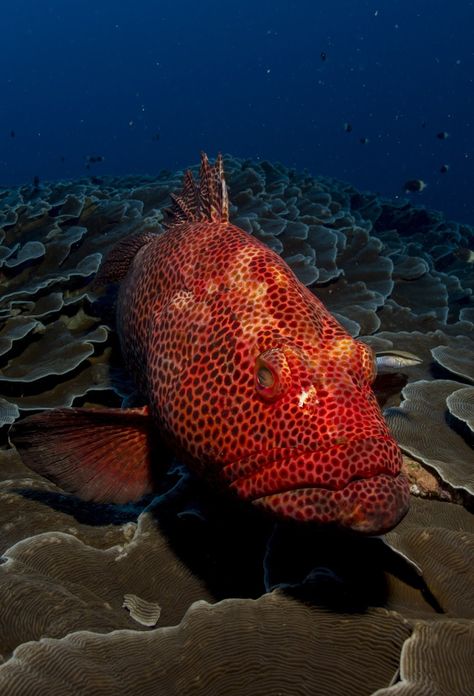 A picture of a red grouper fish Red Grouper, Under The Sea Pictures, Grouper Fish, Flight Tips, Florida Fish, Cheap Flight, Find Cheap Flights, Water Life, Lost Time